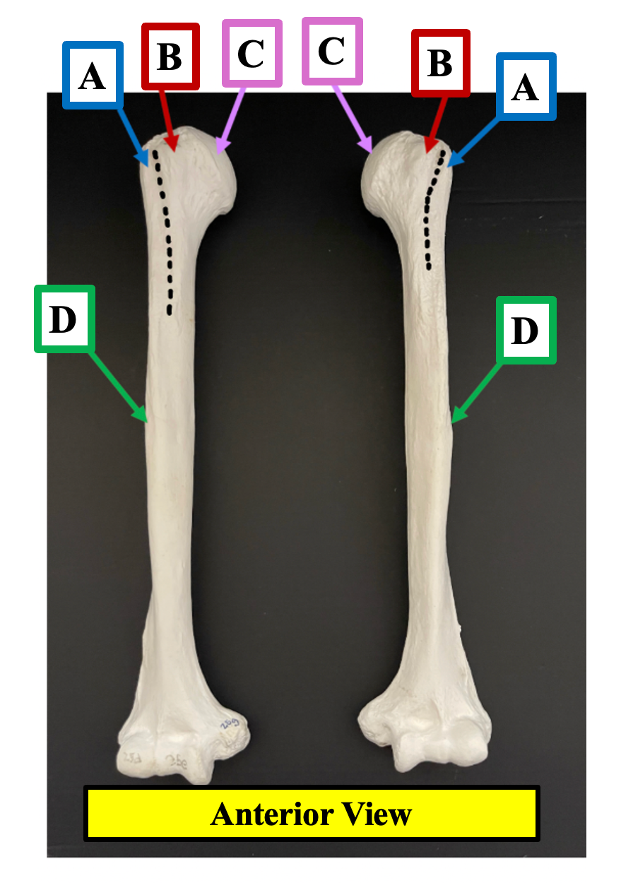 <p>Identify the name of the bony landmark of the humerus that label <strong>D </strong>is pointing to.</p>