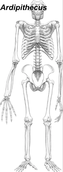 <p><strong>Thought to be hominin because of potential bipedalism</strong></p><ul><li><p><span style="background-color: transparent;">central/anteriorly placed foramen magnum</span></p></li><li><p><span style="background-color: transparent;">Small canines</span></p></li><li><p><span style="background-color: transparent;">Retains arboreal features in upper extremity, long arms, divergent big toe</span></p></li><li><p><span style="background-color: transparent;">Bowl shaped pelvis</span></p></li></ul><p></p>