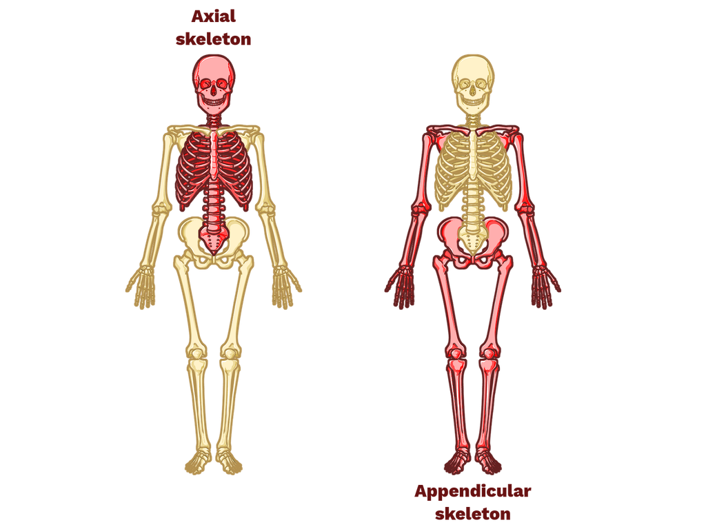 <p>Head, neck (cervical region), and trunk </p>