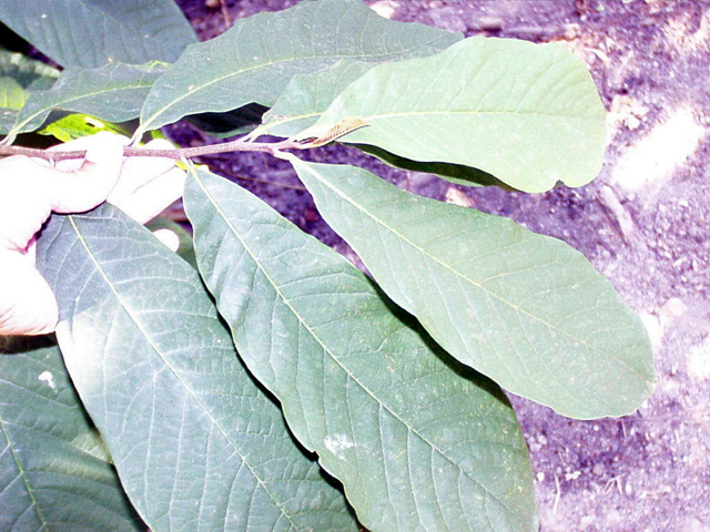 <p>common name</p>