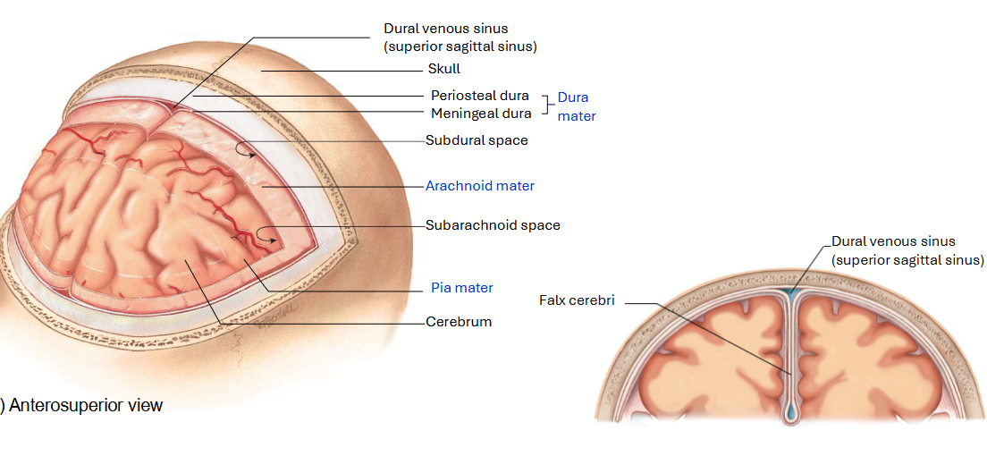 <p>A fold that goes between the hemispheres of the cerebellum</p>