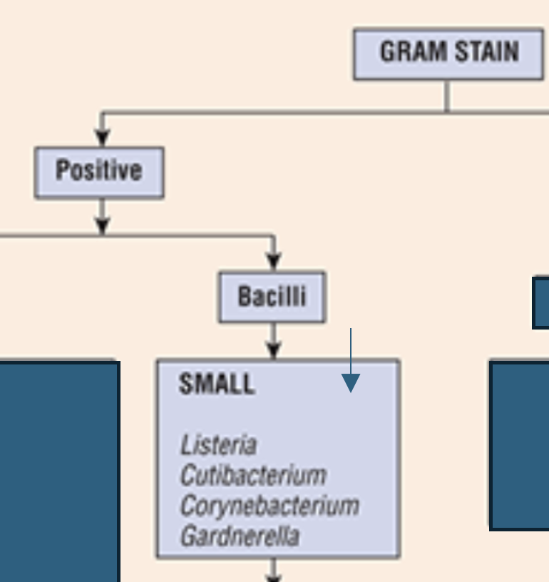 <p>Listeria, Cutibactrium, Corynebacterium, Gardnerella</p>