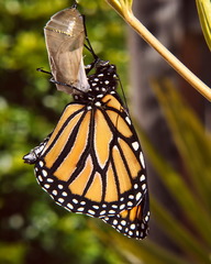 <p>When organisms increase in size and become more complex as they get older.</p>