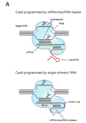 <p>explain fig 5A jinik</p>