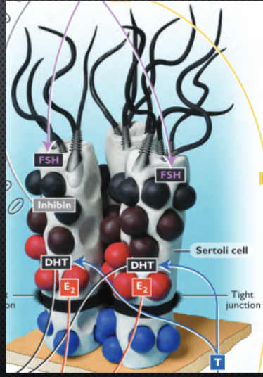 <p>FSH</p><ul><li><p>sertoli cells = granulosa cells</p></li><li><p>convert T to E2 and dihydrotestosterone (DHT)</p></li><li><p>secrete inhibin - supress FSH</p></li></ul><p></p>