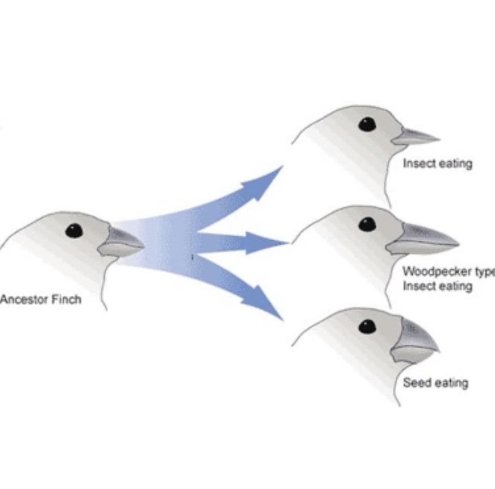 <p>Which of the following is most associated with one species diverging into two species?</p><p>A. Reproductive isolation<br>B. Increased gene flow<br>C. Environmental change<br>D. Sexual selection<br>E. Bottleneck effect</p>
