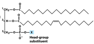 <p>what is this the general structure of? </p>