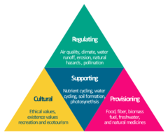 <p>Provisioning services, Regulating services, Supporting services, Cultural services</p>