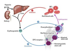 <p>Hypoxia and testosterone.</p>