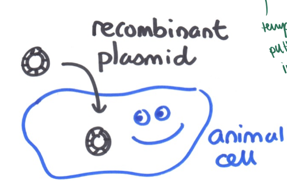 <ul><li><p>natural plasmids = circles of DNA found in bacteria </p></li></ul><p></p><ul><li><p>recombinant plasmids = made by scientists and put into animal cells via temporary transfection </p></li></ul><p></p>