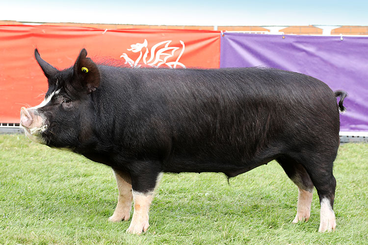 <p>Pig breed</p><p>All black no belt like the Hampshire</p>