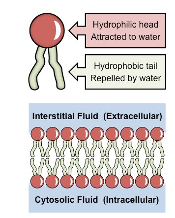 <p>The cell membrane Is primarily composed of phospholipids arranged in a double layer called a phospholipid bilayer</p>