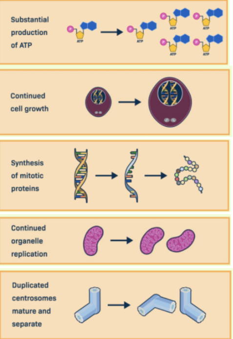 <ul><li><p><span style="background-color: transparent;">The third stage of the eukaryotic cell cycle</span></p></li><li><p><span style="background-color: transparent;">In this, the cell continues to grow and prepares for division by producing ATP, synthesizing proteins required for mitosis, and maturing duplicated centrosomes.</span></p></li><li><p><span style="background-color: transparent;">This phase ensures the cell is ready to enter mitosis.</span></p></li></ul><p></p>