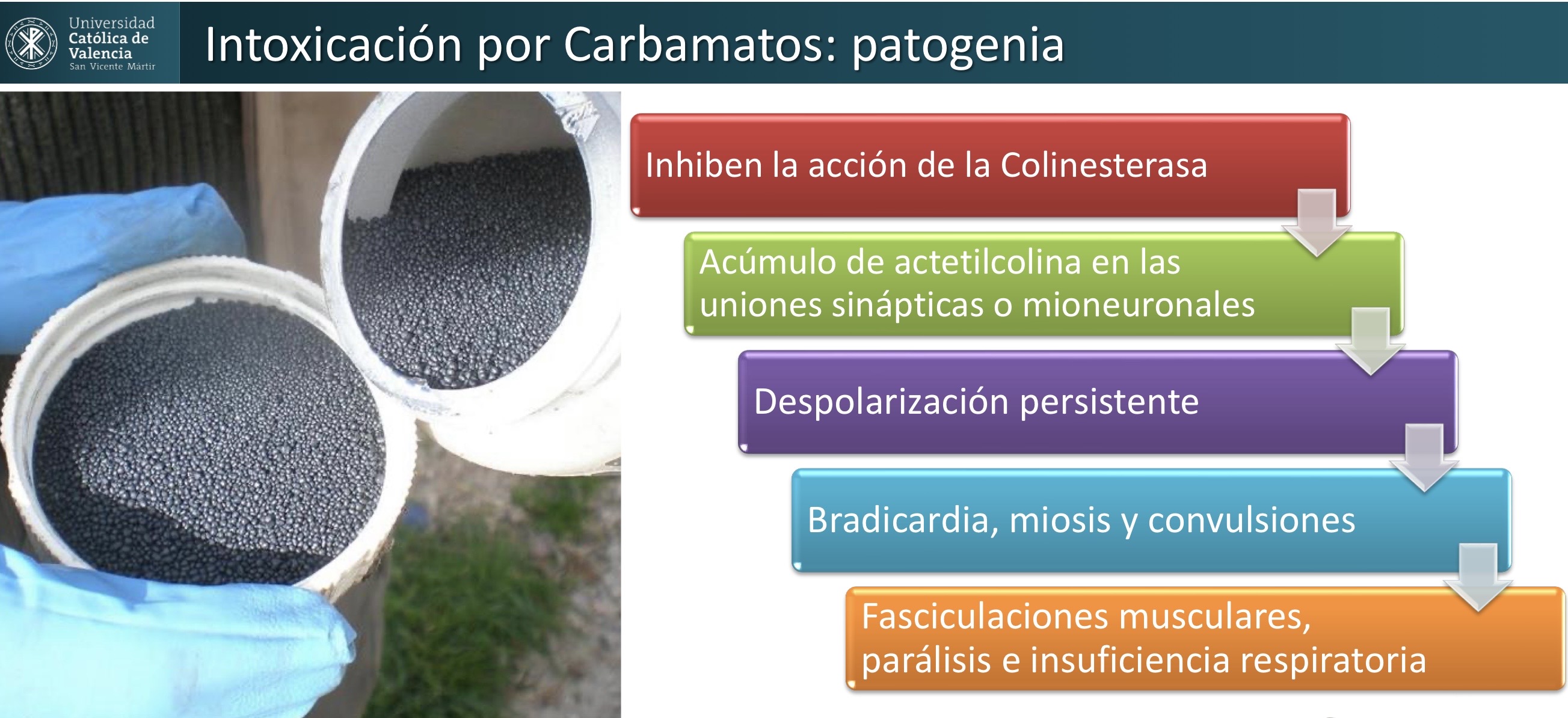 <p>NEURO: intoxicación por carbamatos </p><p>Contenido gastrointestinal </p>