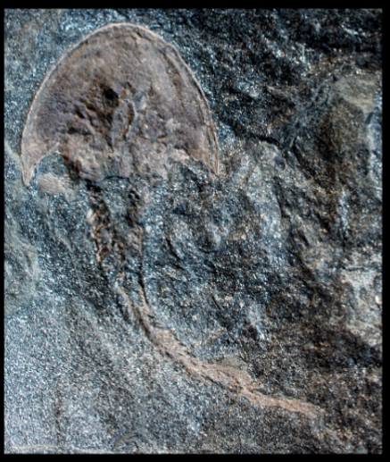 <ul><li><p>Lower Devonian </p></li><li><p>UK, Scotland </p></li></ul><p></p>