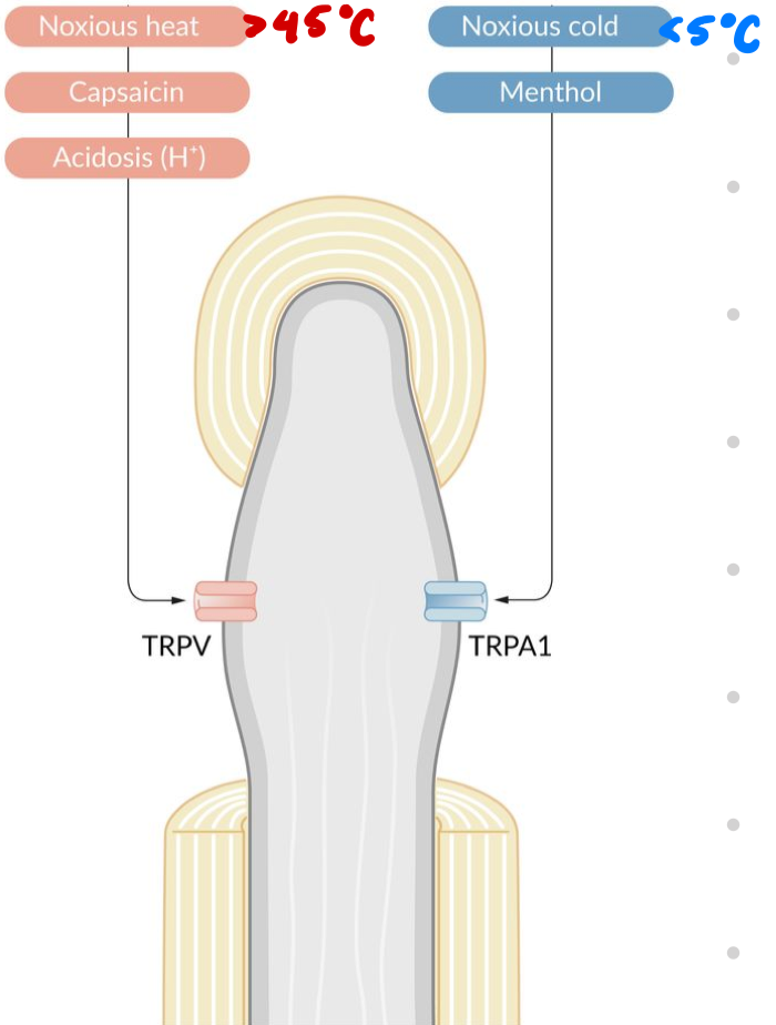<p>React to thermal stimuli</p><ul><li><p>> 45ºC</p></li><li><p>< 5ºC</p></li></ul><p></p>