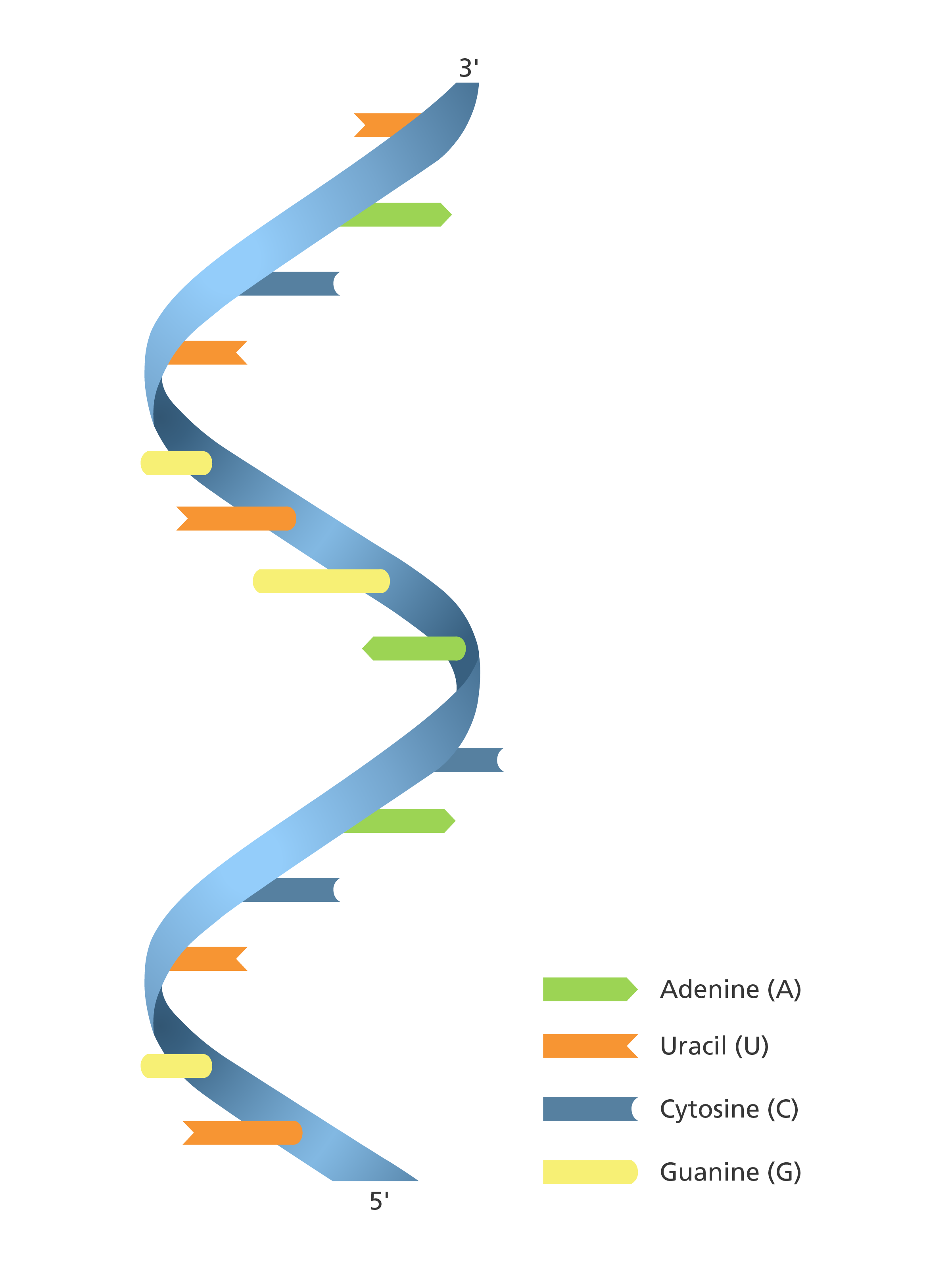 <p>genetic material that uses the instructions to make proteins</p>