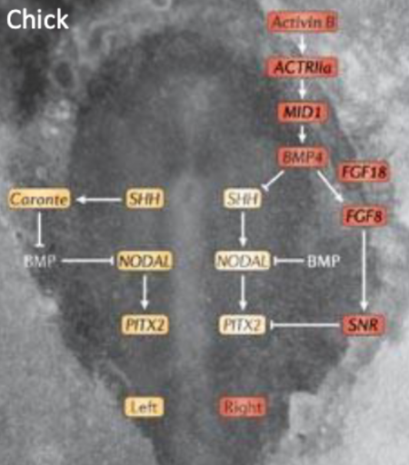 <p>Left to Right Specification of the Heart</p>