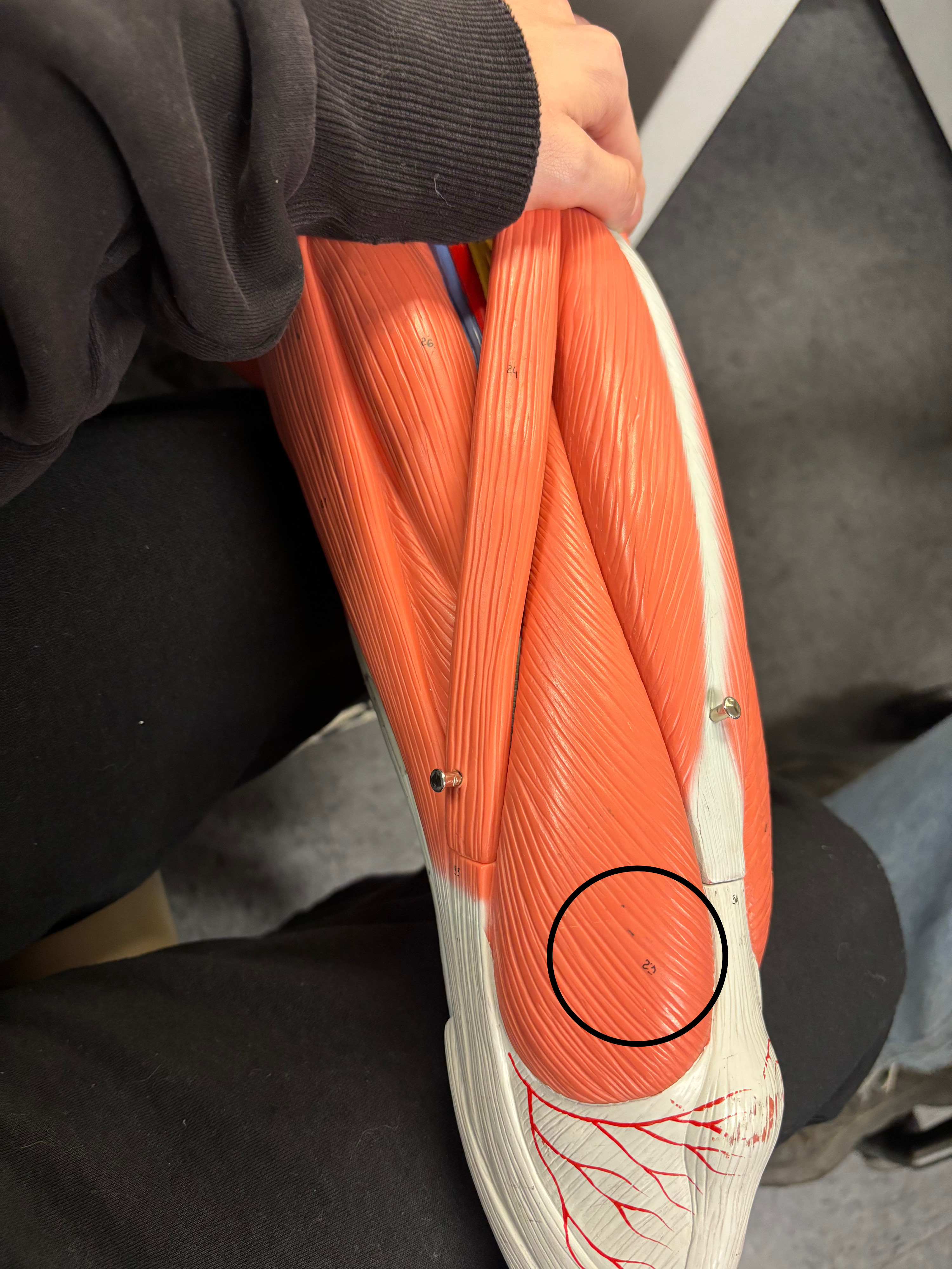 <p>Vastus medialis</p><p>Extension of the leg at the knee joint</p>