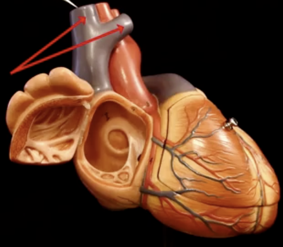 <p>What is the arrow pointing to?</p>
