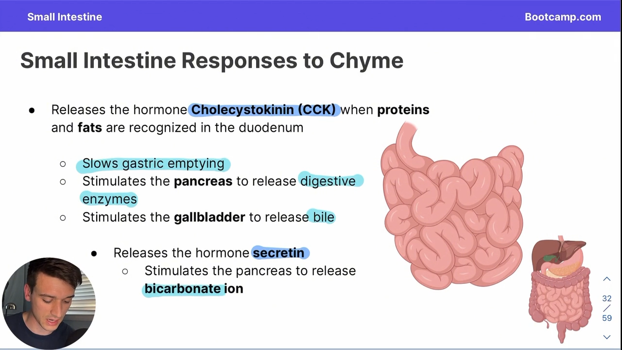 <p>It causes the release of secretin</p>