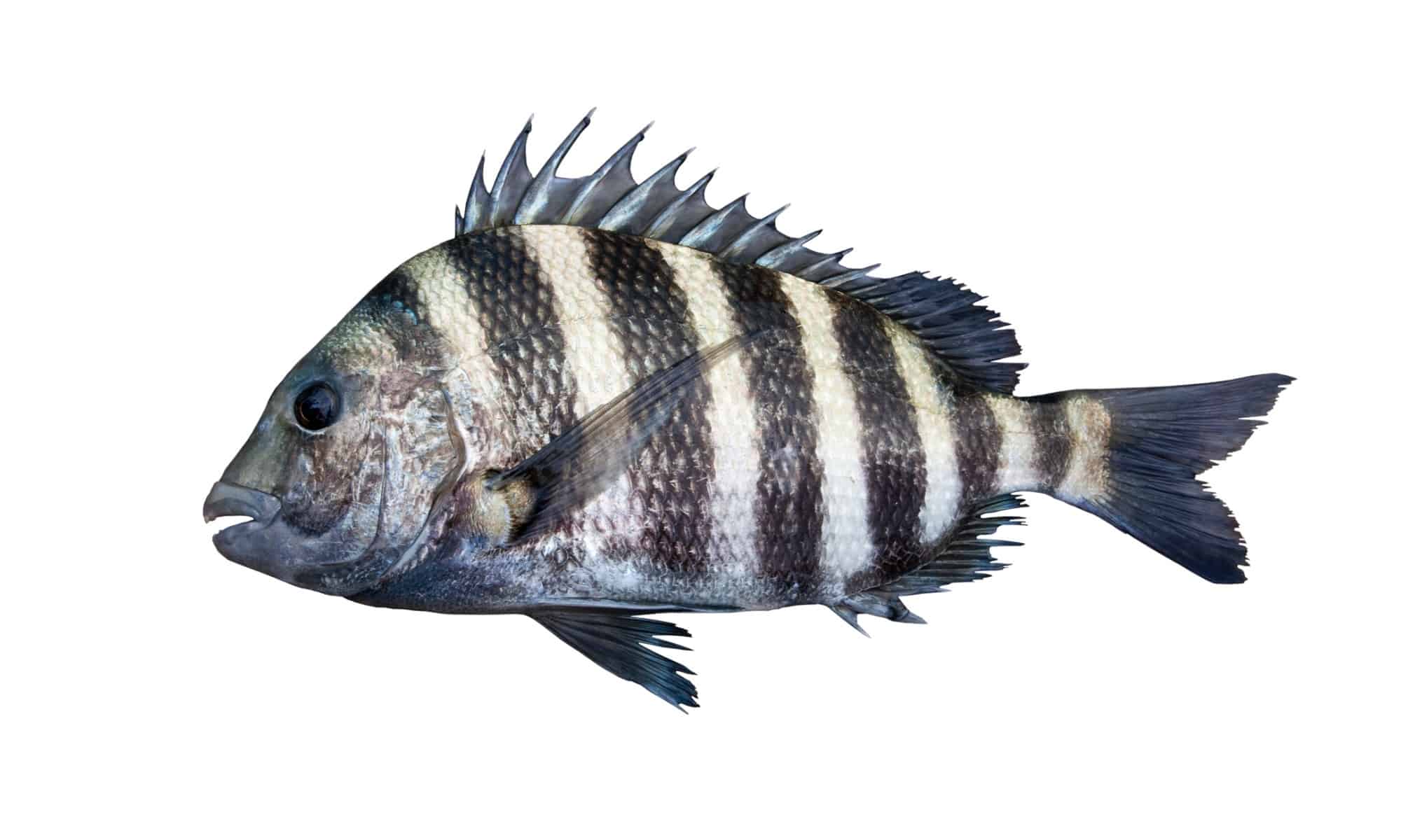 <p>Rayas de "preso": Tiene entre 5 y 6 barras negras verticales sobre un fondo gris plateado o verdoso. Estas barras se mantienen bien definidas durante toda su vida.</p><p class="has-focus">Sin barbillones: A diferencia del Black Drum (que también tiene rayas verticales), el Sheepshead no tiene barbillones (pelitos) debajo de la mandíbula inferior.</p><p class="has-focus">Forma del cuerpo: Es un pez plano, robusto y con un perfil ovalado muy alto.</p><p class="has-focus">Espinas afiladas: Sus aletas dorsal y anal poseen espinas largas, gruesas y sumamente afiladas, lo que requiere mucho cuidado al manipularlo.</p>