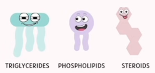 <p>Triglycerides, Phospholipids, and Steroids</p>
