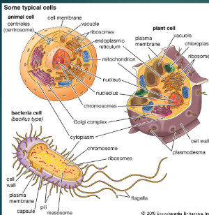 <p>what are some cell types missing from this image?</p>