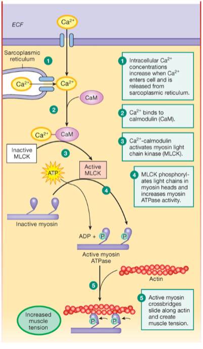 <p>The events that lead to contraction!</p>