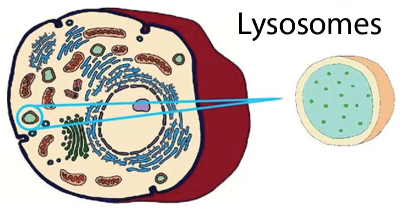 <p>organelle containing digestive enzyme</p>