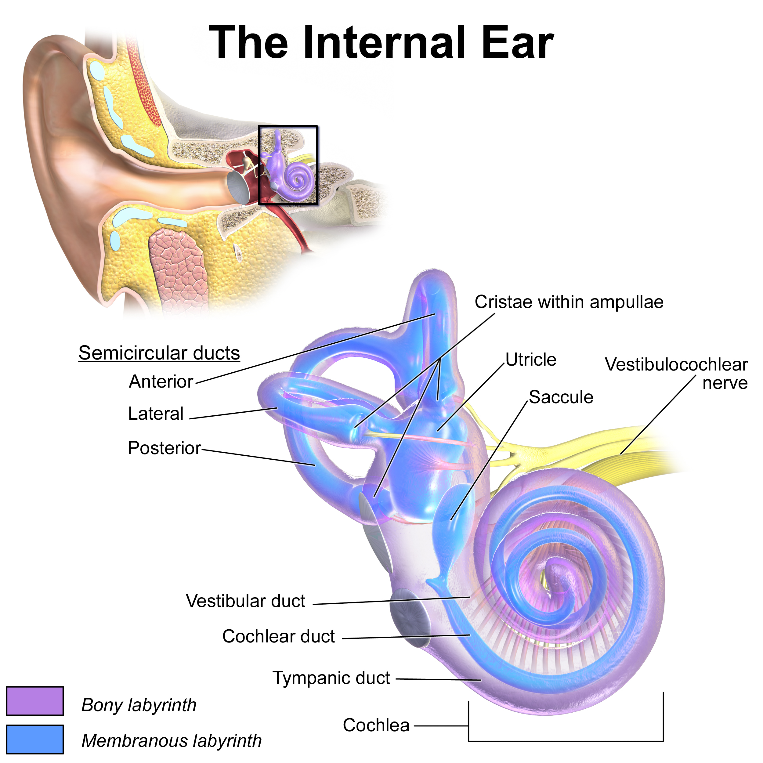 <p>vestibular duct (scala vestibular)</p>