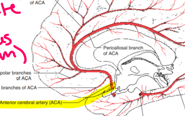 <p><u>Anterior cerebral (ACA):</u> controls <strong>dorsal and medial portions of cerebrum</strong></p><p>*near cingulate gyrus + corpus callosum</p><p><u>Middle cerebral (MCA):</u> controls <strong>lateral aspects of cerebrum,</strong> lateral parts of subcortical structures</p><p>*temporal lobe</p>