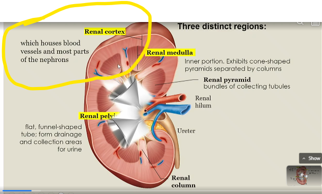 <p>houses blood vessels and most parts of the nephrons</p>