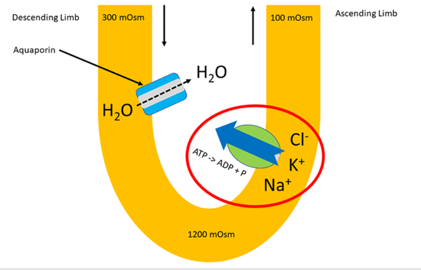 <p><span style="background-color: transparent;">The nephron loop creates a large concentration gradient using a mechanism called a <strong>____________ ______.</strong></span><br></p><ul><li><p><span style="background-color: transparent;">First, an isotonic (about 300 milliosmole) solution moves in through the descending limb</span></p></li><li><p><span style="background-color: transparent;">The descending limb is permeable to water. There are aquaporins present in the channel, so water flows out of the descending limb into the interstitial space, since it is very concentrated at the location.</span></p></li><li><p><span style="background-color: transparent;">As water moves out of the loop, concentration of the solution becomes about 1200 milliosmole.</span></p></li><li><p><span style="background-color: transparent;">The solution then moves to the ascending limb, which contains active transport protein channels that move sodium, potassium, and chloride out the ascending limb.</span></p></li><li><p><span style="background-color: transparent;">The concentration after the transport of molecules in the ascending limb is now about 100 milliosmole.</span></p></li></ul><p><span style="background-color: transparent;">The <strong>____________ </strong>part of the <strong>____________ ______ </strong>is demonstrated by water moving in one direction, while a solute current moves in an opposing direction.</span></p>