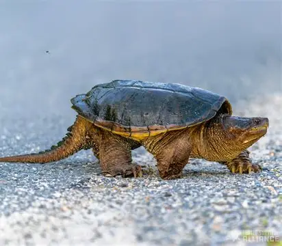 <p>What Reptile is this?</p>