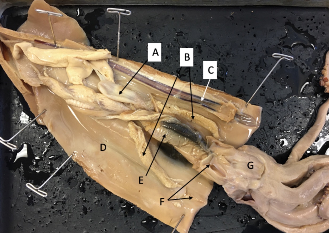 <p>Identify structure E</p>