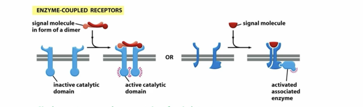 <p>signal molecule binds to the protein receptor, allowing it to form a conformation where the inactive kinase receptor dimerizes allowing one to phosphorylate the other and VV increases the activity of the kinase and phosphorylates the signaling</p><p></p><p>Keep in mind enzyme-coupled receptors can also work by having the <strong>kinase domain </strong>act as a separate<strong> </strong>protein that is tightly associated with the receptor (non receptor tyrosine kinases)</p>