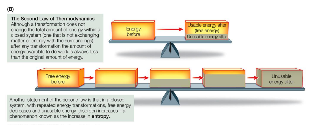 <p><span style="color: rgb(255, 112, 191);"><strong><em>When energy is converted from one form to another, some of that energy becomes unavailable to do work</em></strong></span></p><ul><li><p>No energy transformation is 100% efficient, some energy is unavailable (due to disorder or <u>entropy</u>) </p></li></ul><p></p>