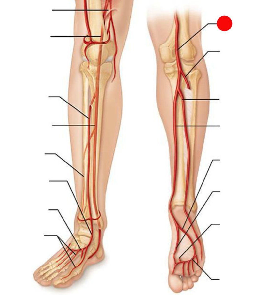 <p>behind the knee</p>