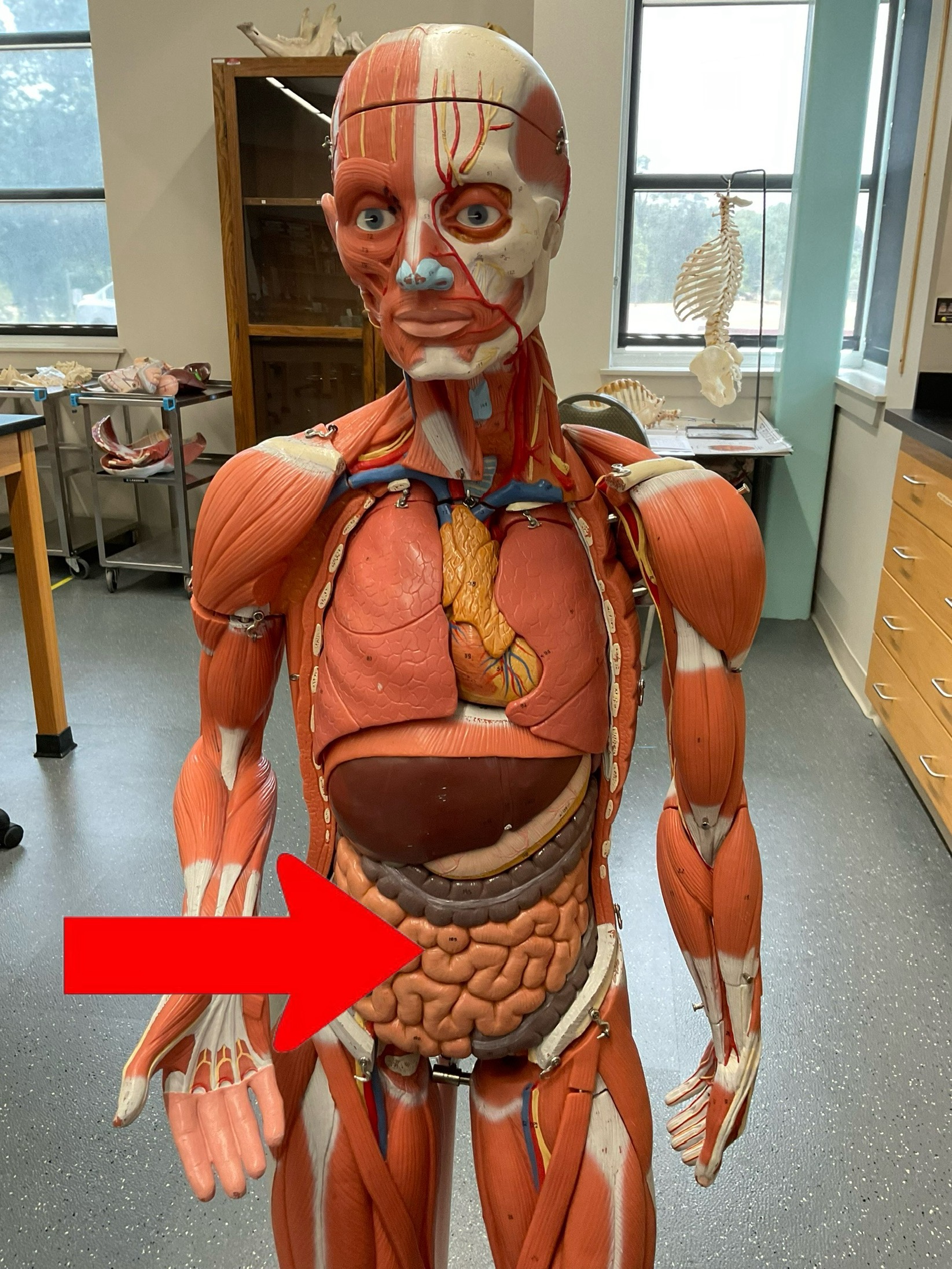 term image