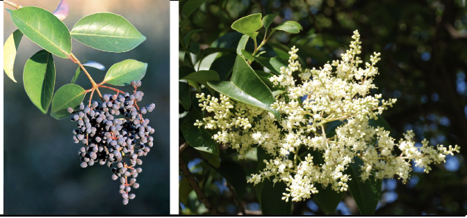 <p>Family<br>Genus<br>Species<br>Common Name</p>