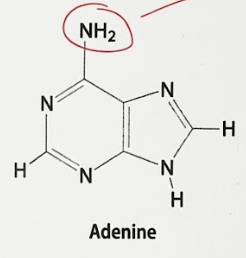 <p>d. Adenine</p>