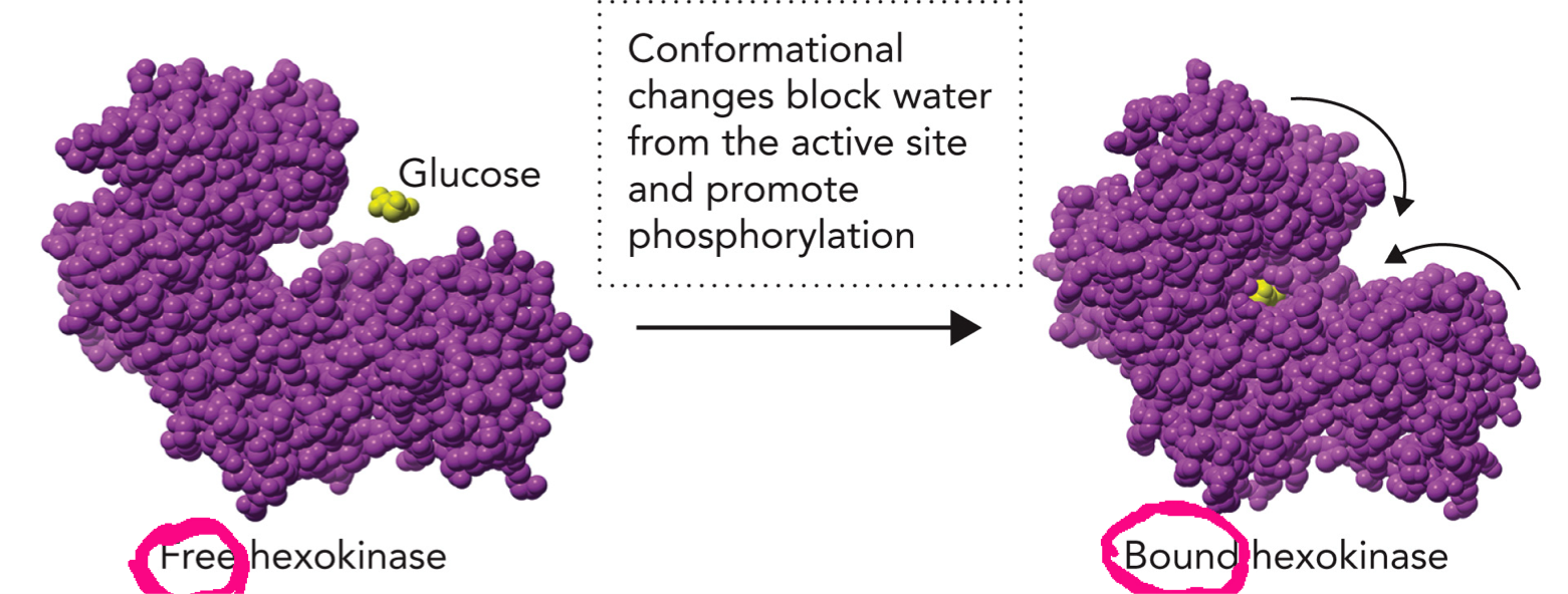 <p>Substrate binding induces conformational changes in the enzyme (induced fit), which enhances catalysis. In hexokinase: glucose binds and triggers a conformational change in the enzyme to close the active site, block water from active site, and promote phosphorylation(transfer phosphate group from ATP to substrate) and catalysis.</p>