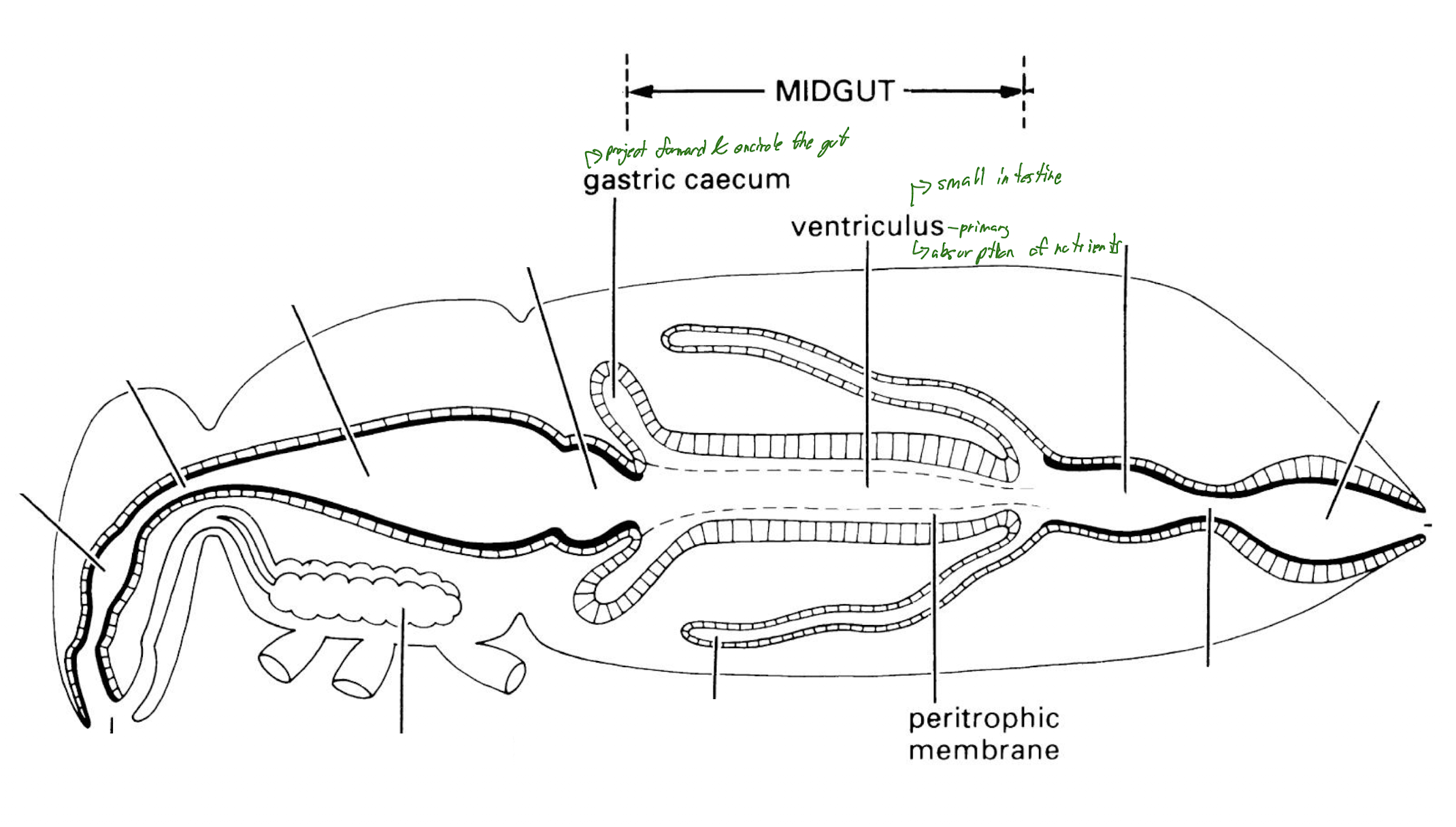 <ul><li><p>Gastric caecum</p><ul><li><p>Projects forward &amp; encircles the gut</p></li></ul></li><li><p>Ventriculus</p><ul><li><p>small intestine</p></li><li><p>responsible for absorption of nutrients</p></li></ul></li><li><p>Peritrophic membrane</p><ul><li><p>protective sleeve &amp; chemical filter that surrounds the ball of food</p></li></ul></li></ul><p></p>