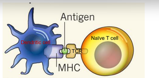 <p>- Dendritic cell presents antigen peptide bound to MHC molecules to naïve T cells </p><p>- In this case the naïve T cell recognises the MHC/ peptide complex through its TCR </p><p>- This provides 'signal 1' for naïve T cell activation </p><p>- Naïve CD4+ T cell activation-- dendritic cells present peptide from processed pathogen on MHC II molecules to CD4+ T cells </p><p>- Naïve CD8+ T cell activation-- dendritic cells present peptide (eg viral peptide) on MHC class I molecules to CD8+ T cells</p>