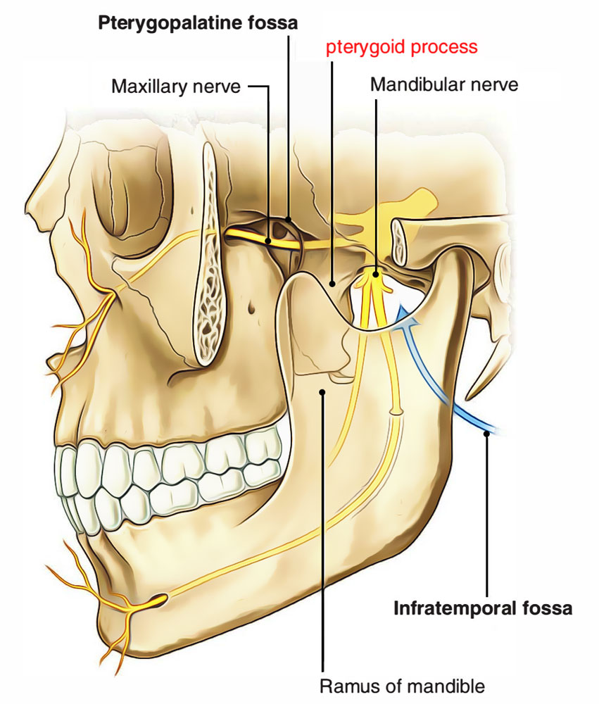 <p><strong>Vertical sphenoid projections</strong> providing <strong>attachment for muscles</strong> that <strong>move the lower jaw and soft palate</strong></p>
