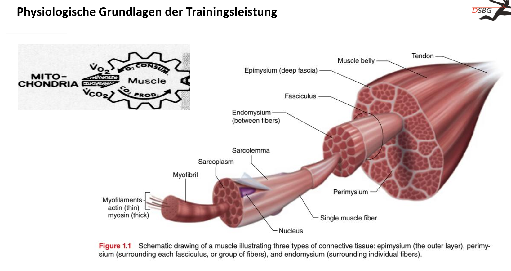 <p>Der Muskel ist mit Sehnen am Knochen fixiert und hat Epimysium (Muskelhaut), dazwischen das Perimysium (rund um ein Faserbündel) und zu innerst das Endomysium (zwischen den einzelen Muskelfasern).</p><p>Stoffwechsel: Im Muskel bzw. im Mitochondrium wird Sauerstoff verbrauchgt und co2 wird produziert.</p><p></p>