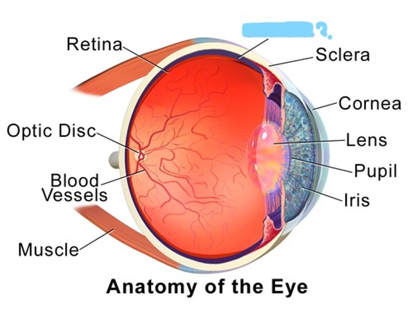 <p>middle, vascular layer of the eye, between the retina and the sclera. provides oxygen and nourishment to the outer layers of the retina.</p>