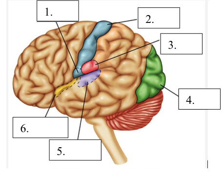 <p>name of sensory 5</p>