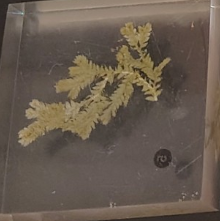 <ol><li><p>Name the phylum</p></li></ol><p></p>